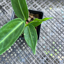 Load image into Gallery viewer, Anthurium Warocqueanum, Queen, Exact Plant Ships Nationwide
