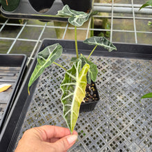 Load image into Gallery viewer, Alocasia Polly Aurea variegated exact plant, Fedex 2day*
