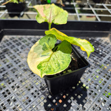 Load image into Gallery viewer, Syngonium Mango Allusion, Orm Thong Variegated exact plant, Fedex 2day*
