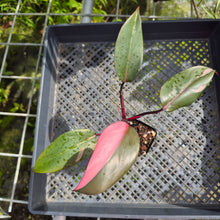 Load image into Gallery viewer, Philodendron Pink Princess, Exact Plant Variegated Ships Nationwide
