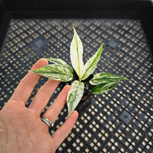 Load image into Gallery viewer, Spathiphyllum Peace Lily City of Angels, Exact Plant Variegated
