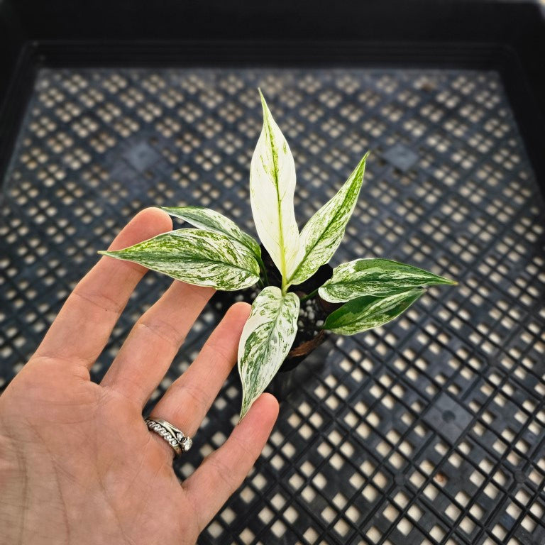 Spathiphyllum Peace Lily City of Angels, Exact Plant Variegated
