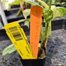 Load image into Gallery viewer, Rhaphidophora Puberula Variegated exact plant, Fedex 2day*
