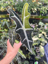 Load image into Gallery viewer, Alocasia Sanderiana Nobilis Aurea Variegated 2.5" pot, Fedex 2day*
