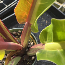 Load image into Gallery viewer, Philodendron Red Moon. not Yellow Flame Variegated exact plant, Fedex 2day
