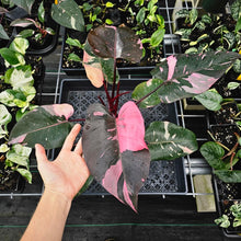 Load image into Gallery viewer, Philodendron Pink Princess Galaxy, Exact Plant Variegated Ships Nationwide
