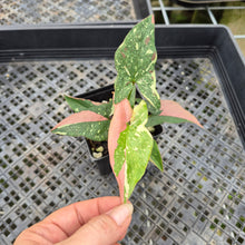 Load image into Gallery viewer, Syngonium Red Spot Tricolor Variegated exact plant, Fedex 2day*

