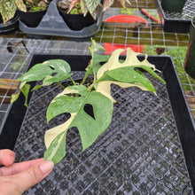 Load image into Gallery viewer, Rhaphidophora Tetrasperma Albo, Exact Plant Variegated Ships Nationwide
