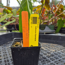Load image into Gallery viewer, Anthurium Spectabile, Exact Plant Ships Nationwide
