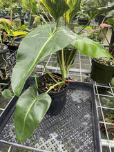 Load image into Gallery viewer, Philodendron Cordatum Kunth exact plant, Fedex 2day*
