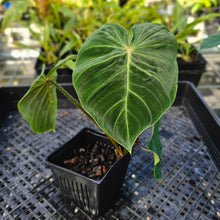 Load image into Gallery viewer, Philodendron Verrucosum Melon, Exact Plant 4&quot; Ships Nationwide
