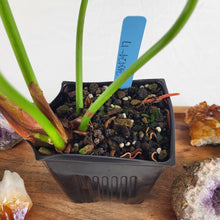 Load image into Gallery viewer, Philodendron Pastazanum 4&quot; pot, Fedex 2 day*
