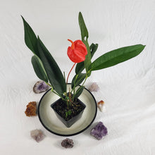 Load image into Gallery viewer, Anthurium Sherzerianum &quot;Pig Tail&quot;, Exact Plant Ships Nationwide
