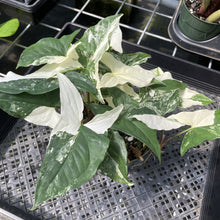 Load image into Gallery viewer, Syngonium Podophyllum Albo Variegata exact plant, Fedex 2day
