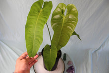 Load image into Gallery viewer, Anthurium Veitchii XL Exact Plant
