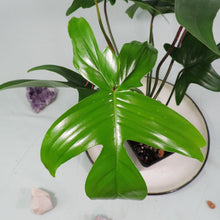 Load image into Gallery viewer, Philodendron Florida beauty green. Shipped Nationwide
