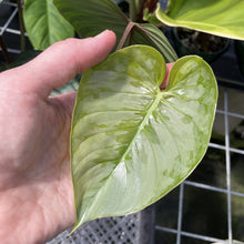 Load image into Gallery viewer, Philodendron Sodiroi True Form exact plant, Fedex 2day
