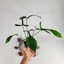 Load image into Gallery viewer, Philodendron Joepii, Exact Plant Ships Nationwide
