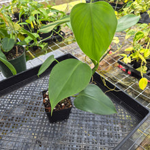 Load image into Gallery viewer, Philodendron Microstictum, Exact Plant Ships Nationwide
