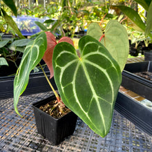 Load image into Gallery viewer, Anthurium Magnificum X Red Crystalinum, Exact Plant Ships Nationwide
