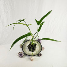 Load image into Gallery viewer, Philodendron Holtonianum, Exact Plant Ships Nationwide
