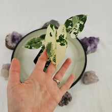 Load image into Gallery viewer, Alocasia Frydek, Exact Plant Variegated double plant Ships Nationwide
