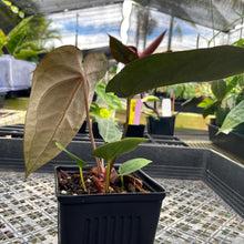 Load image into Gallery viewer, Anthurium Ace Of Spades X Papillilaminum, Exact Plant Ships Nationwide
