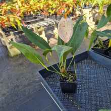 Load image into Gallery viewer, Anthurium Scherzerianum &quot;Pig Tail&quot;, Exact Plant Ships Nationwide

