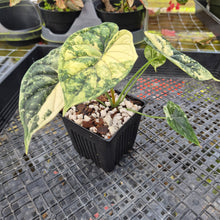 Load image into Gallery viewer, Alocasia dragon scale albo Exact Plant Ships Nationwide
