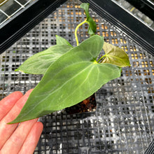 Load image into Gallery viewer, Anthurium Papillilaminum Fort Sherman, Exact Plant Ships Nationwide
