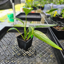 Load image into Gallery viewer, Epipremnum Amplissimum, Exact Plant Variegated Ships Nationwide
