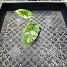 Load image into Gallery viewer, Alocasia Macrorhizza Black Stem, Exact Plant Variegated
