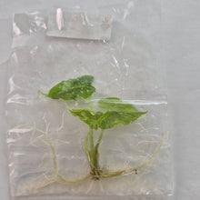Load image into Gallery viewer, Alocasia Teletubbies tissue culture 2DayAir
