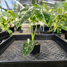 Load image into Gallery viewer, Alocasia Frydek, Exact Plant Variegated Ships Nationwide
