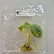 Load image into Gallery viewer, Alocasia Dragon Scale Aurea Variegated tissue culture 2DayAir
