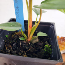 Load image into Gallery viewer, Philodendron Sodiroi True Form, Exact Plant

