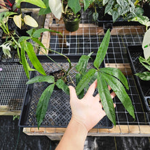 Load image into Gallery viewer, Anthurium Polydactylum, Exact Plant Ships Nationwide
