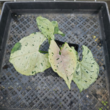 Load image into Gallery viewer, Syngonium Green Splash, Exact Plant Variegated Ships Nationwide
