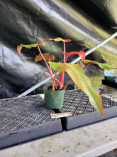 Load image into Gallery viewer, Philodendron Orange Marmalade, Exact Plant Ships Nationwide
