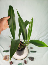 Load image into Gallery viewer, Crassinervium XL, Exact Plant, Philodendron
