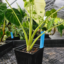 Load image into Gallery viewer, Alocasia Frydek, Exact Plant Variegated Ships Nationwide
