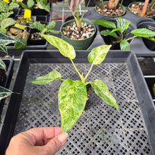 Load image into Gallery viewer, Philodendron Giganteum Blizzard Variegated 2.5" pot, Fedex 2day*
