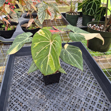 Load image into Gallery viewer, Philodendron Gloriosum variegated, Exact Plant Ships Nationwide
