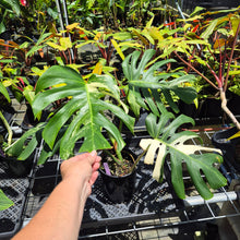 Load image into Gallery viewer, Monstera Borsigiana Albo Deliciosa, Exact Plant Variegated Ships Nationwide
