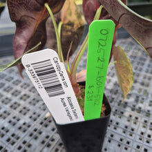 Load image into Gallery viewer, Alocasia Sedenii Aurea Variegated, Exact Plant Ships Nationwide

