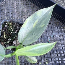 Load image into Gallery viewer, Philodendron Hastatum Silver Sword, Exact Plant Variegated Ships Nationwide
