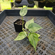 Load image into Gallery viewer, Philodendron Hederaceum, Heart Leaf, Exact Plant Variegated Ships Nationwide
