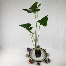 Load image into Gallery viewer, Anthurium Decipiens, Exact Plant Ships Nationwide
