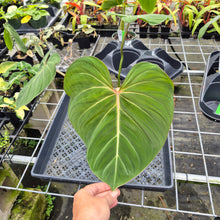 Load image into Gallery viewer, Philodendron Gloriosum, Pink Veined Back, Exact Plant Ships Nationwide
