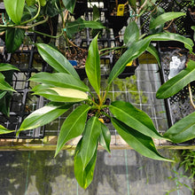 Load image into Gallery viewer, Philodendron Wend Imbe, Exact Plant Variegated Ships Nationwide
